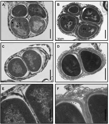 Use of a Thermophile Desiccation-Tolerant Cyanobacterial Culture and Os Redox Polymer for the Preparation of Photocurrent Producing Anodes